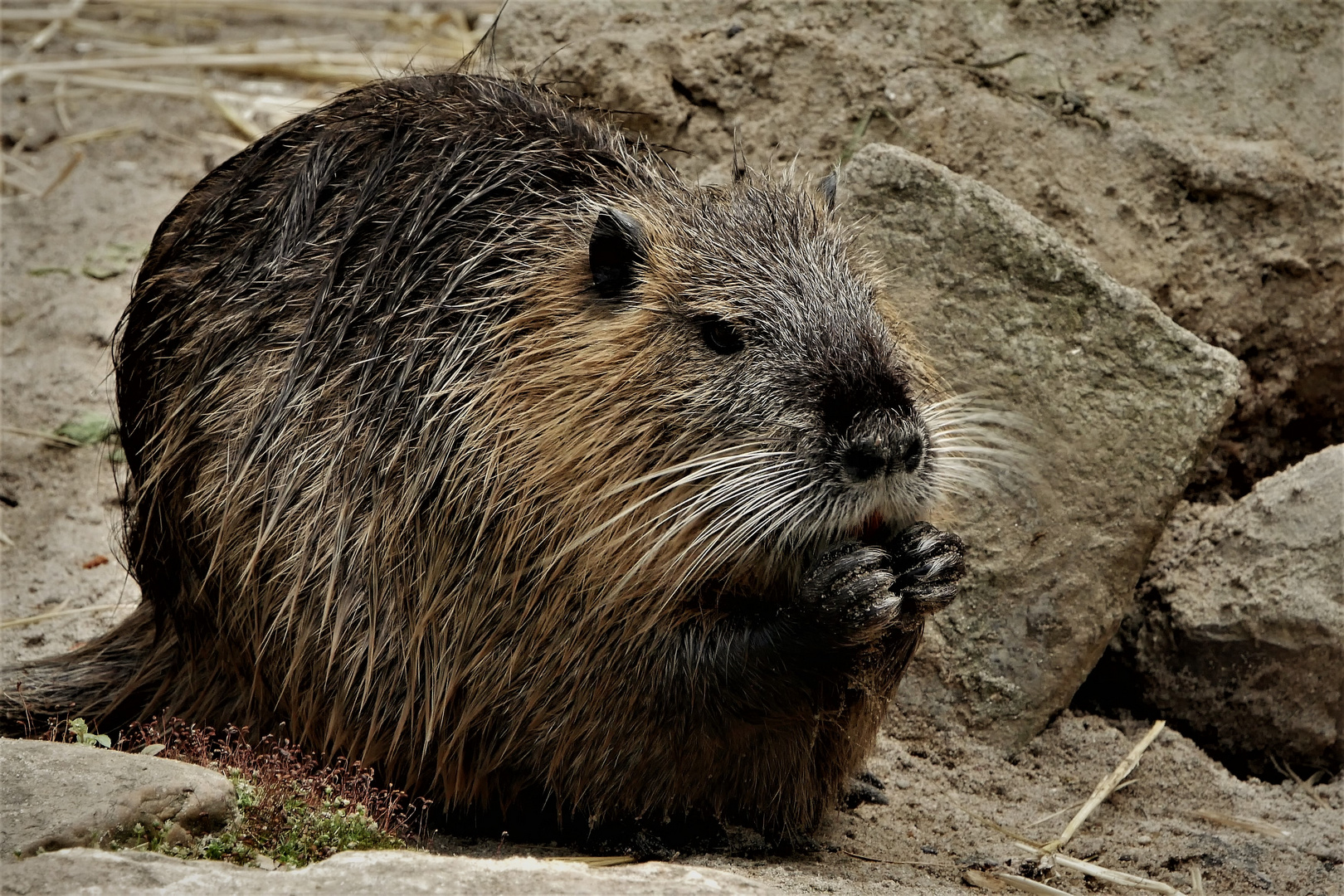 Nutria oder auch Biber genannt 