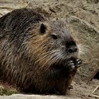 Nutria oder auch Biber genannt 