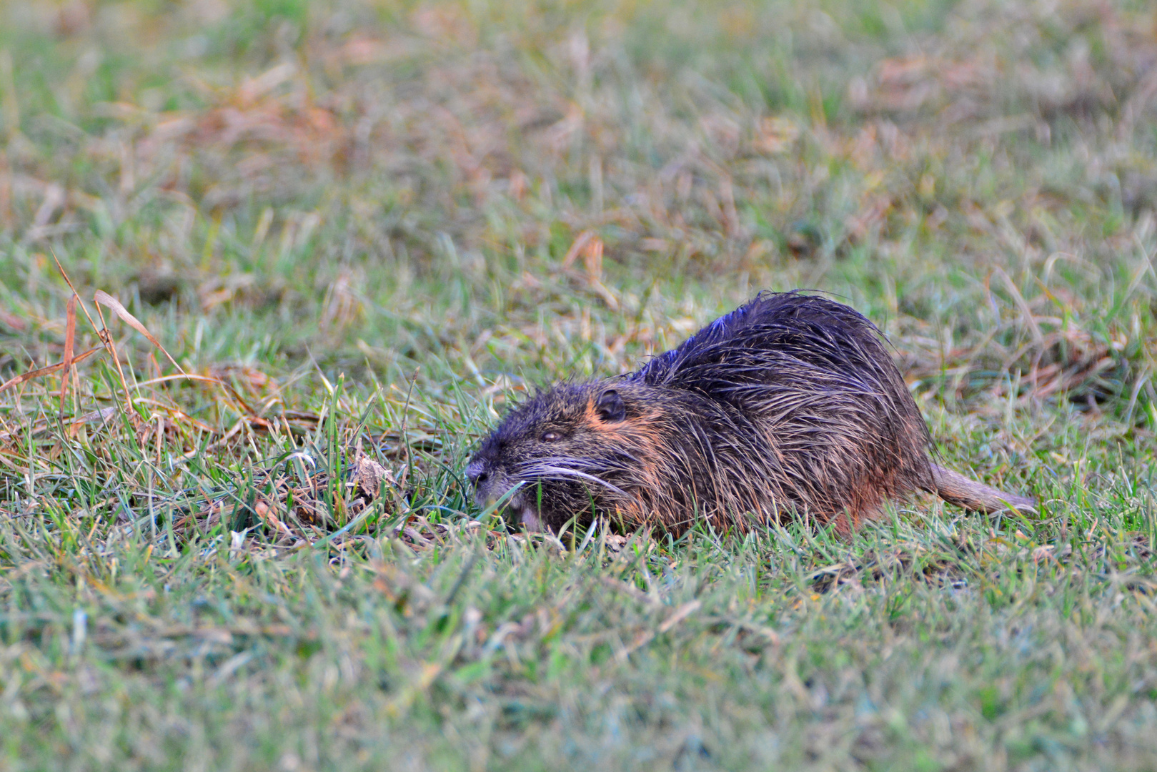 Nutria oder auch Biberratte