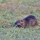 Nutria oder auch Biberratte