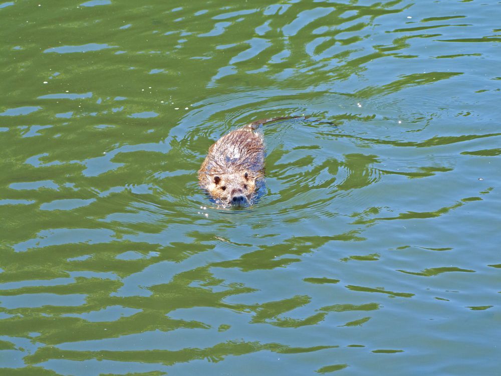 Nutria oder auch Bisamratte