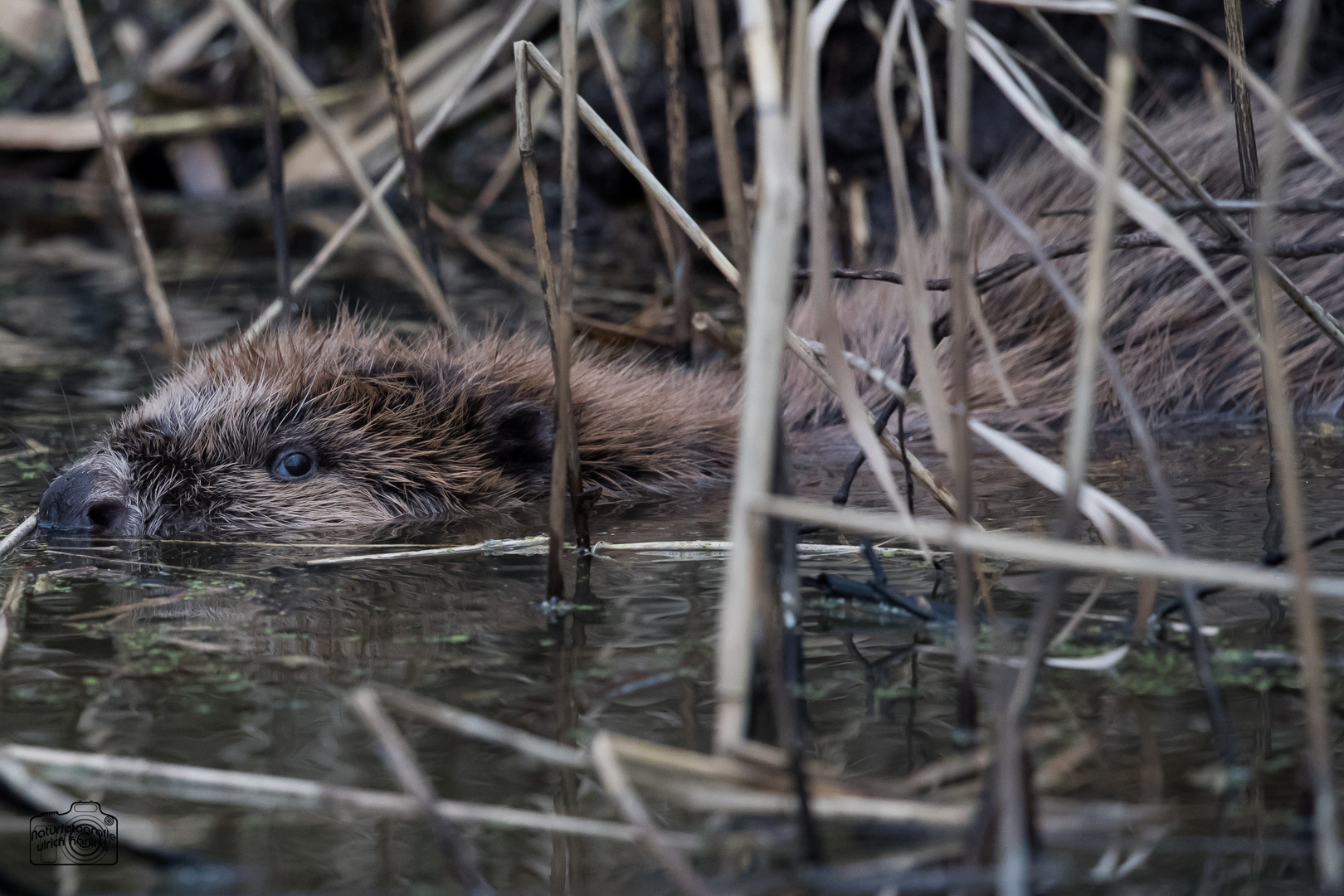 Nutria oder Biber--1