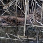 Nutria oder Biber--1