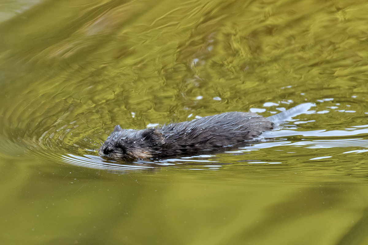 Nutria oder Biber? -2-