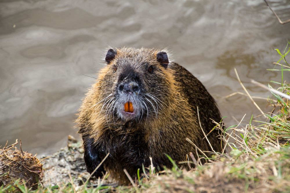 Nutria, oder die Biberratte