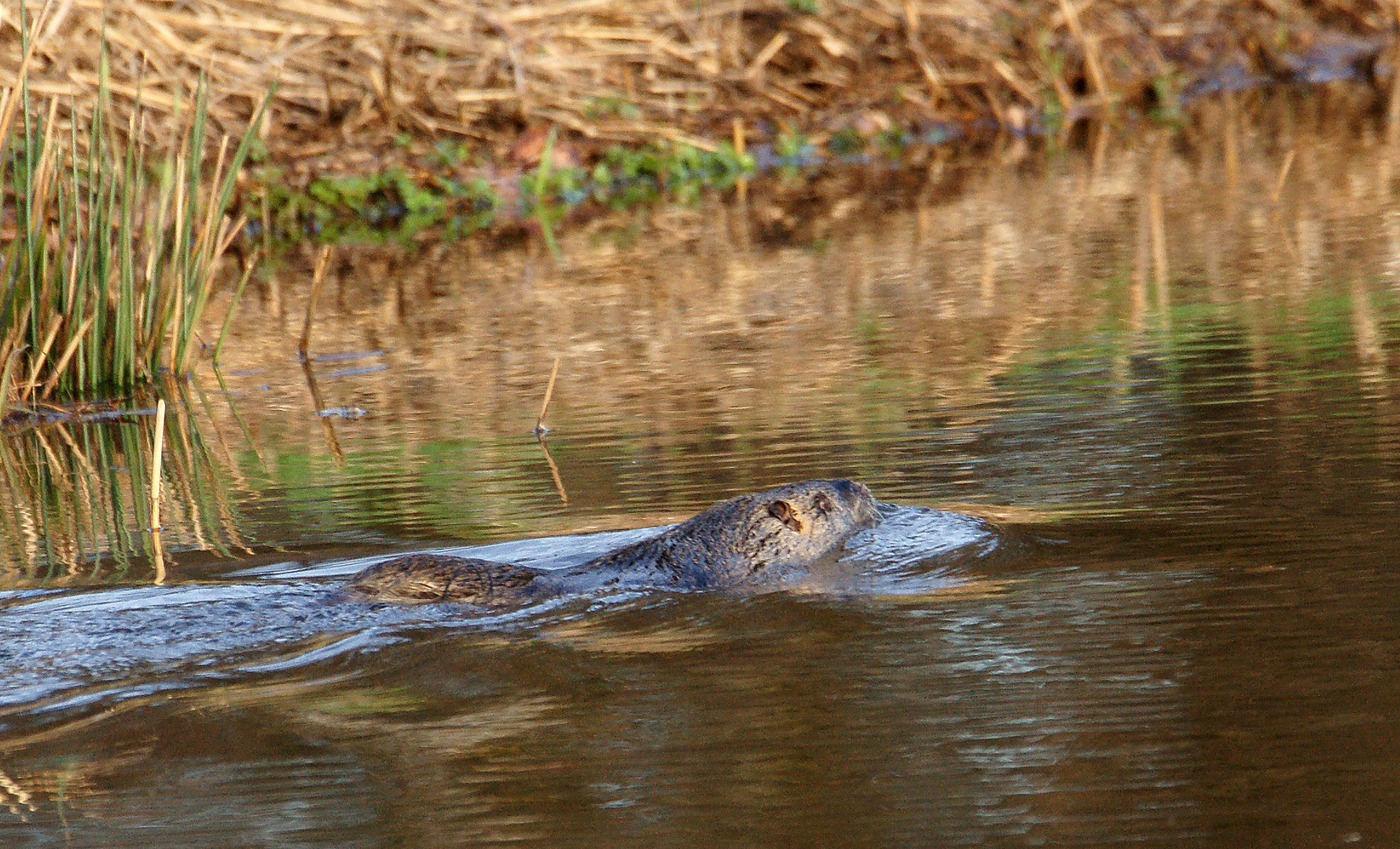 Nutria oder Fischotter?