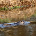 Nutria oder Fischotter?