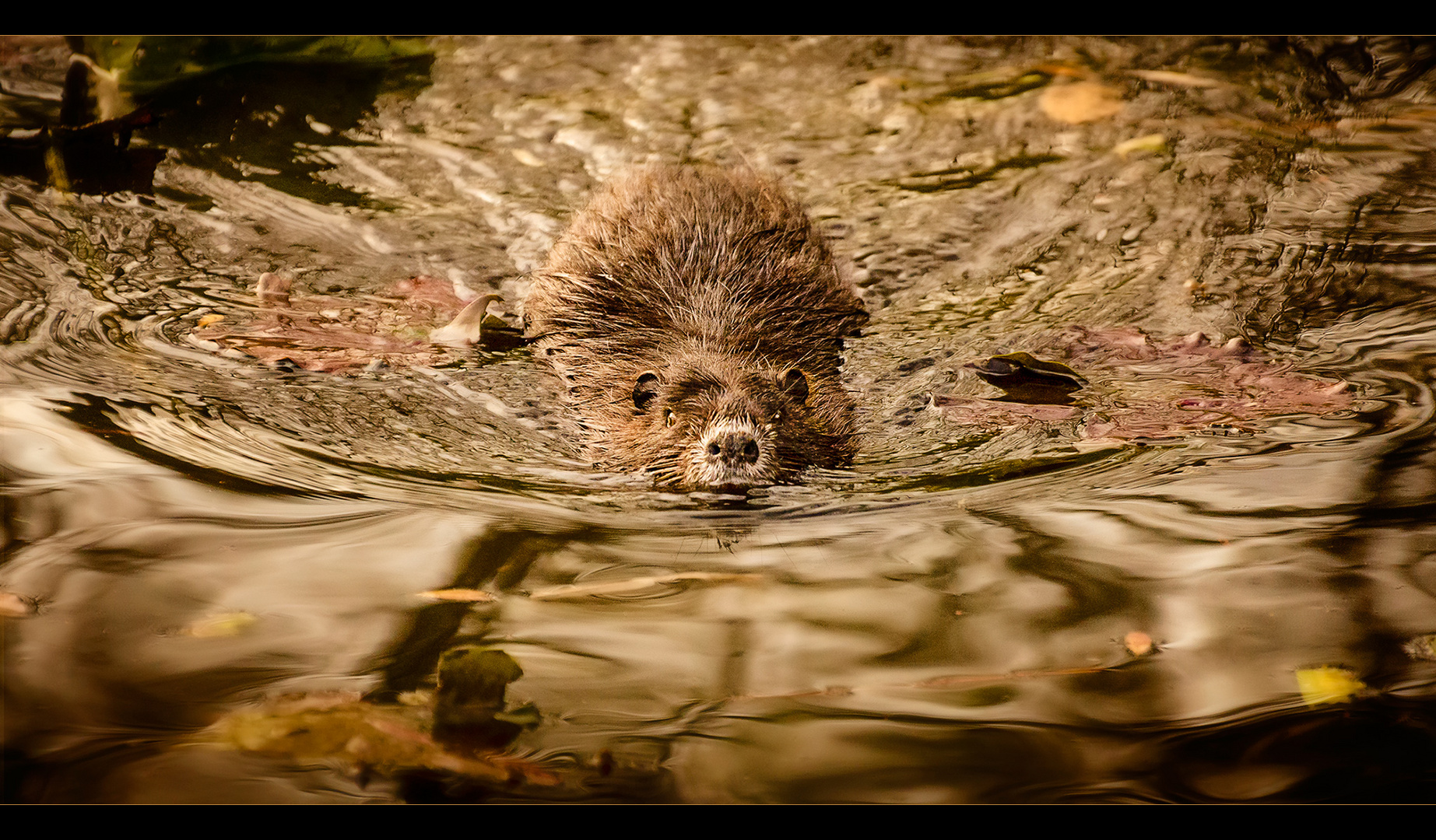 Nutria on a mission