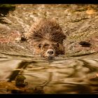 Nutria on a mission