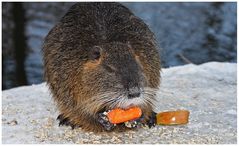 # Nutria on Ice #