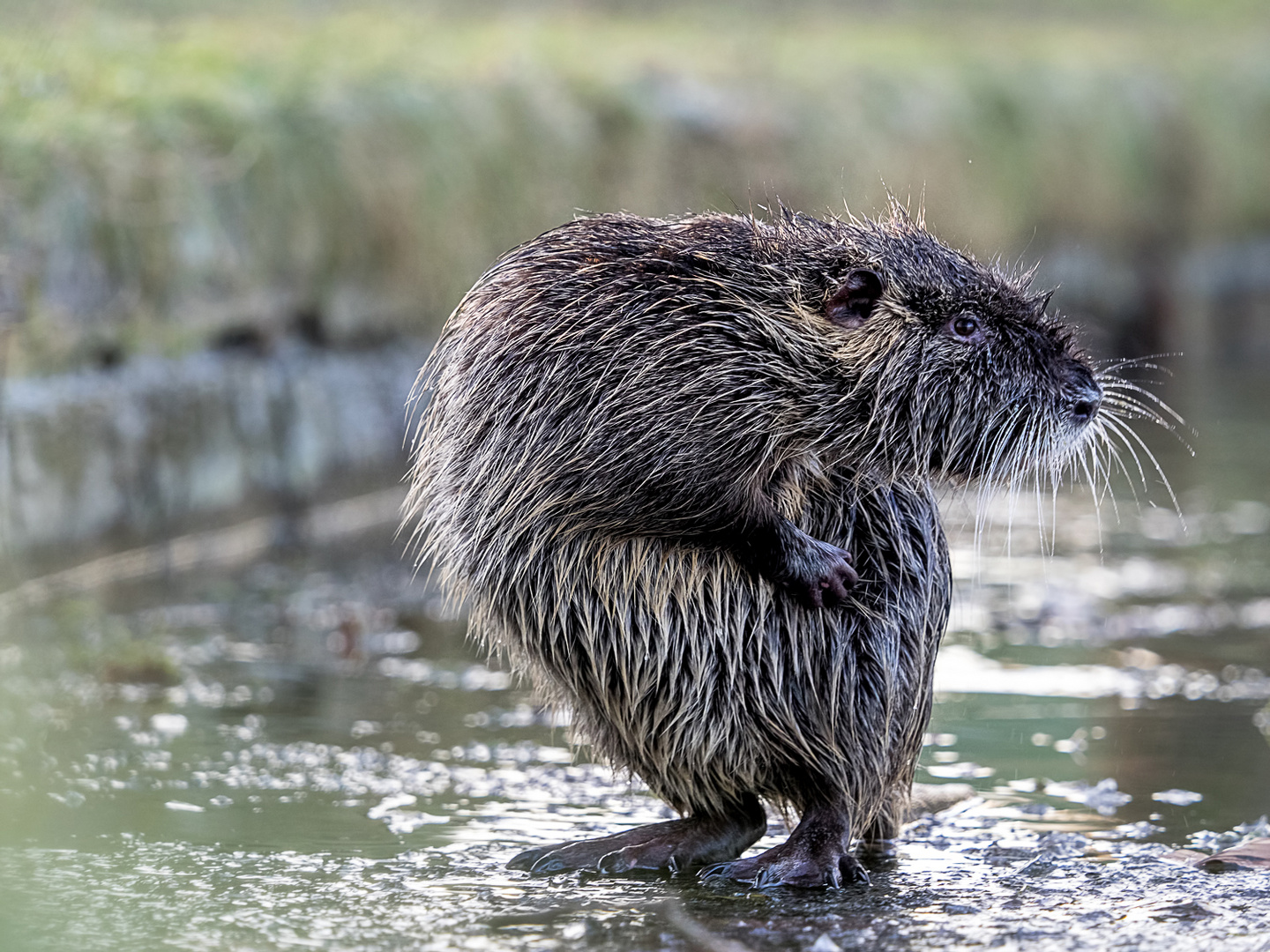 Nutria on Ice