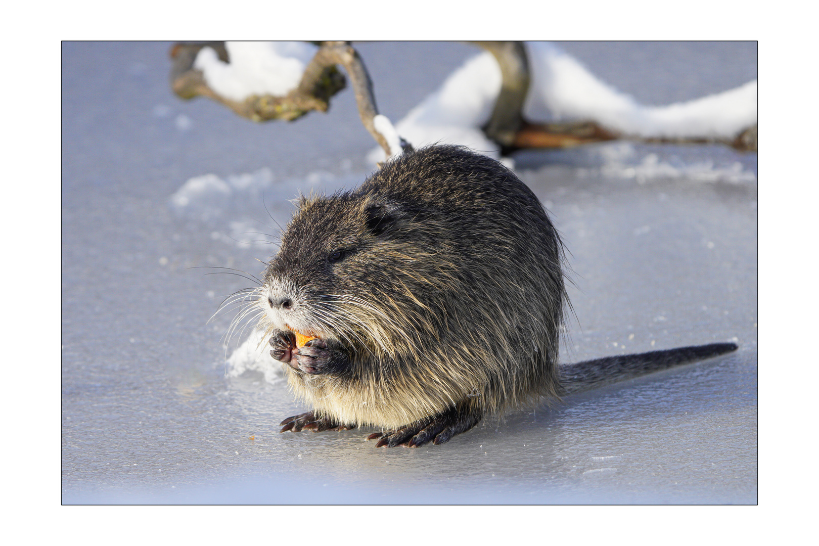 Nutria on Ice !