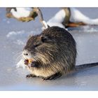 Nutria on Ice !