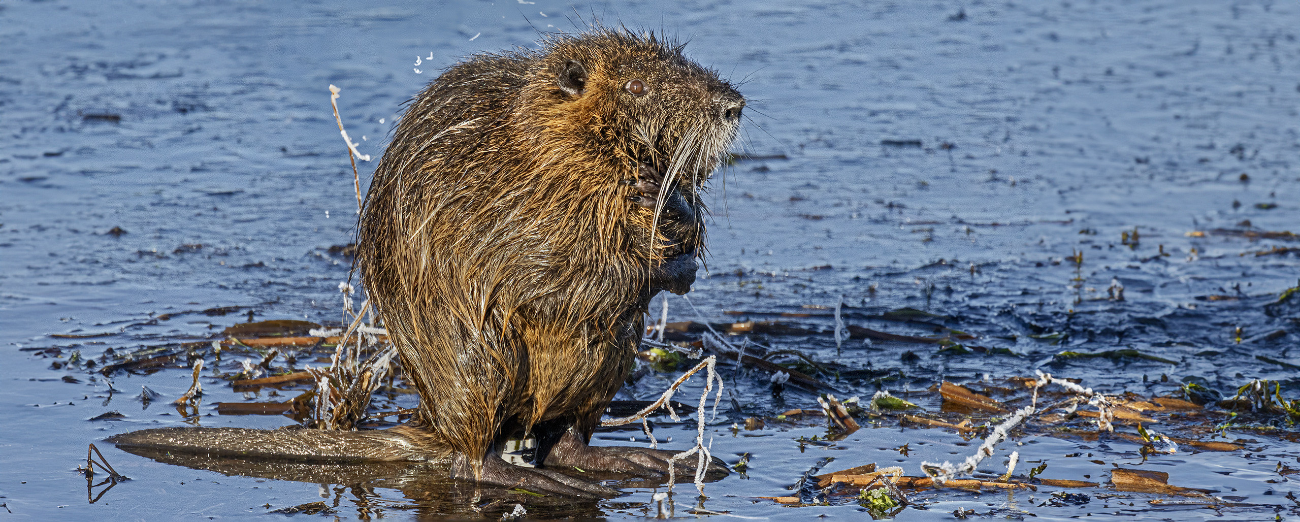 NUTRIA on ICE without SPIKES