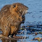 NUTRIA on ICE without SPIKES