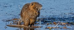 NUTRIA on ICE without SPIKES