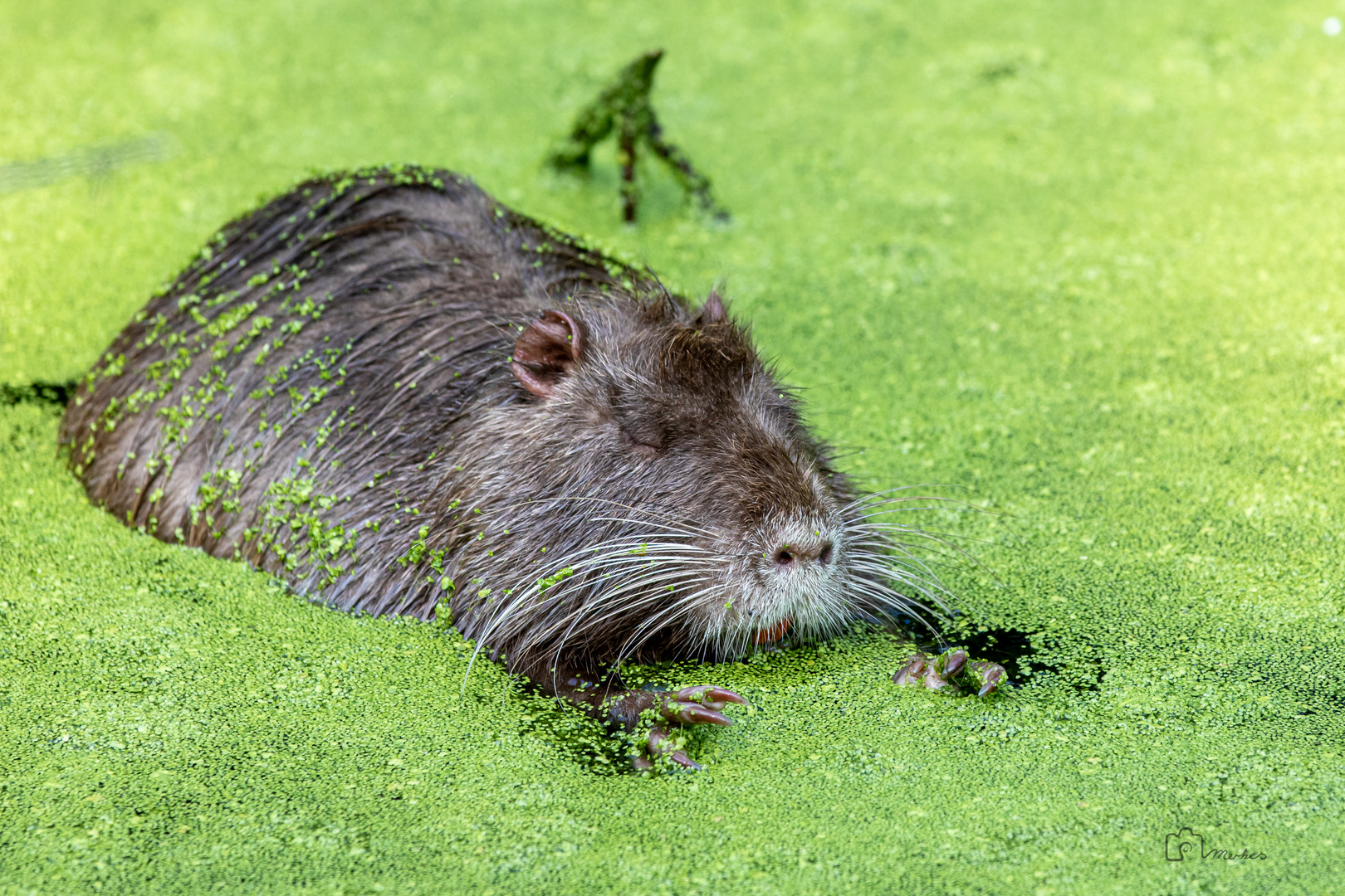 Nutria Orgie