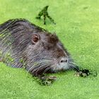 Nutria Orgie