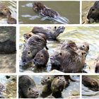 Nutria page