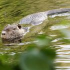 Nutria Papa.