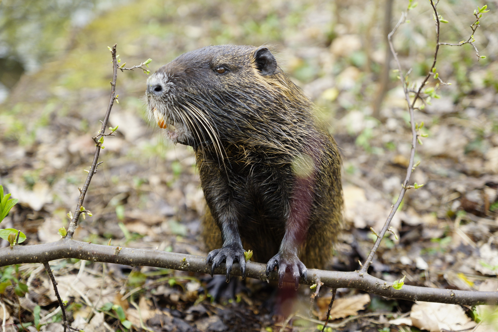 Nutria - Park Germersheim