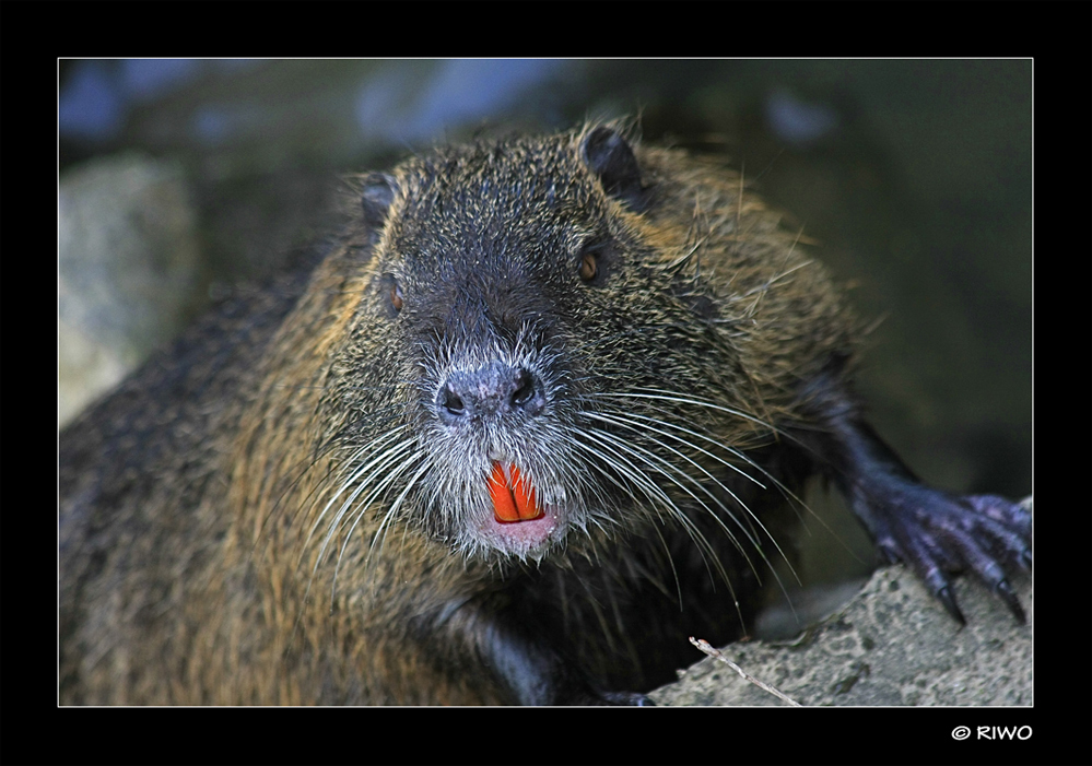 Nutria Porträt.....