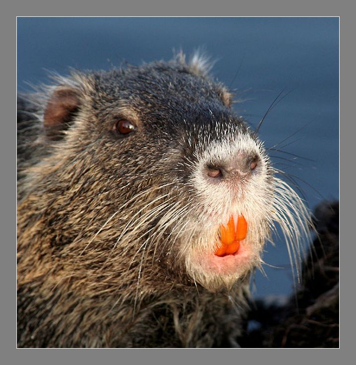 Nutria porträt