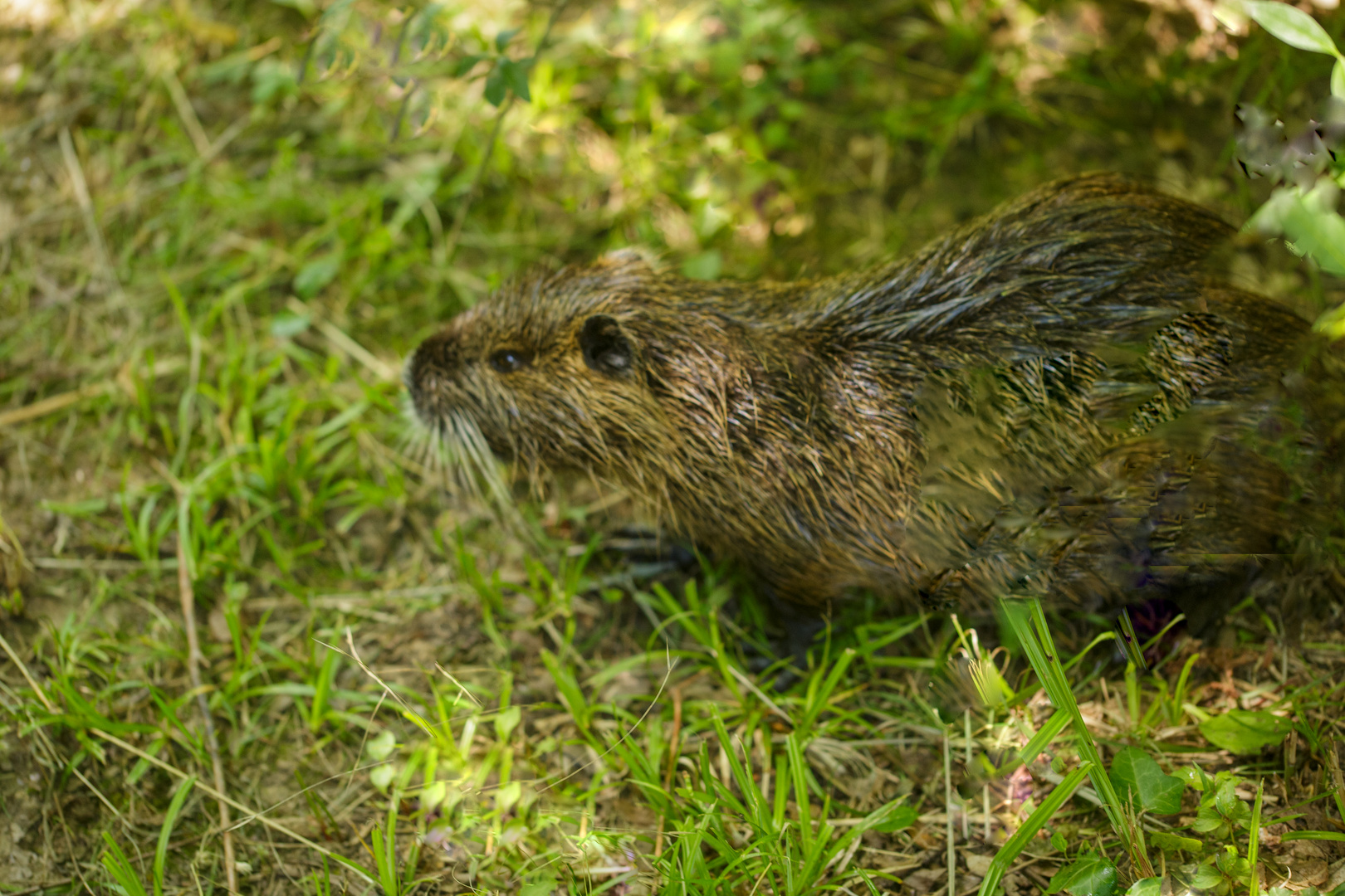 Nutria Porträt (Myocastor coypus)