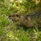 Nutria Porträt (Myocastor coypus)