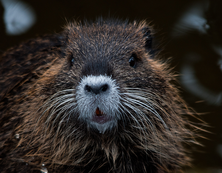 Nutria-Portrait