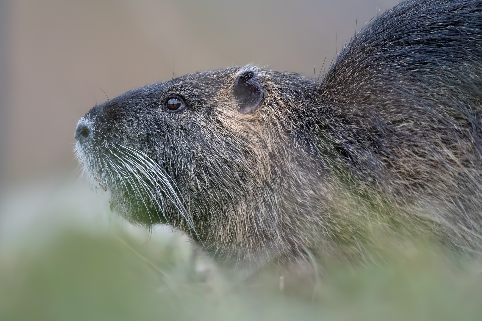 Nutria - Portrait