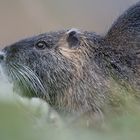 Nutria - Portrait