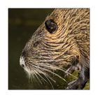 Nutria-Portrait (links)