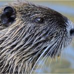 Nutria-Portrait (rechts)