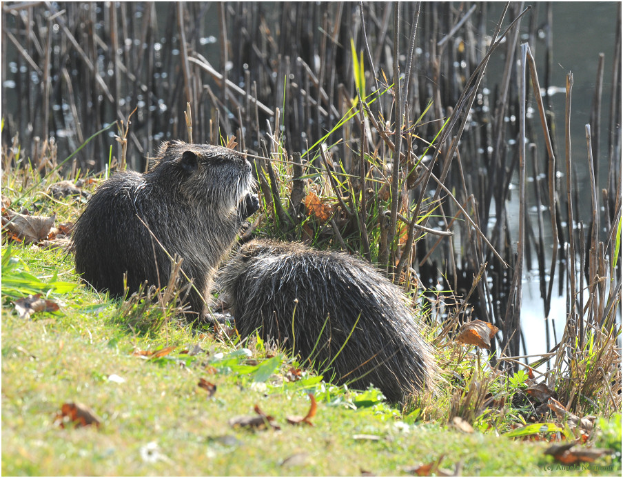 Nutria-Pradies