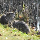 Nutria-Pradies