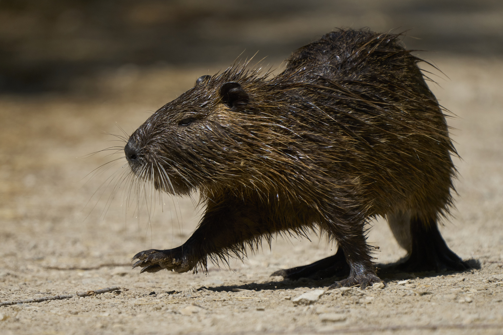 Nutria (Ragondin)