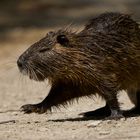 Nutria (Ragondin)