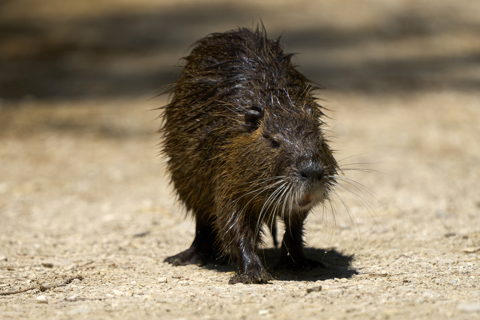 Nutria (Ragondin)