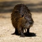 Nutria (Ragondin)