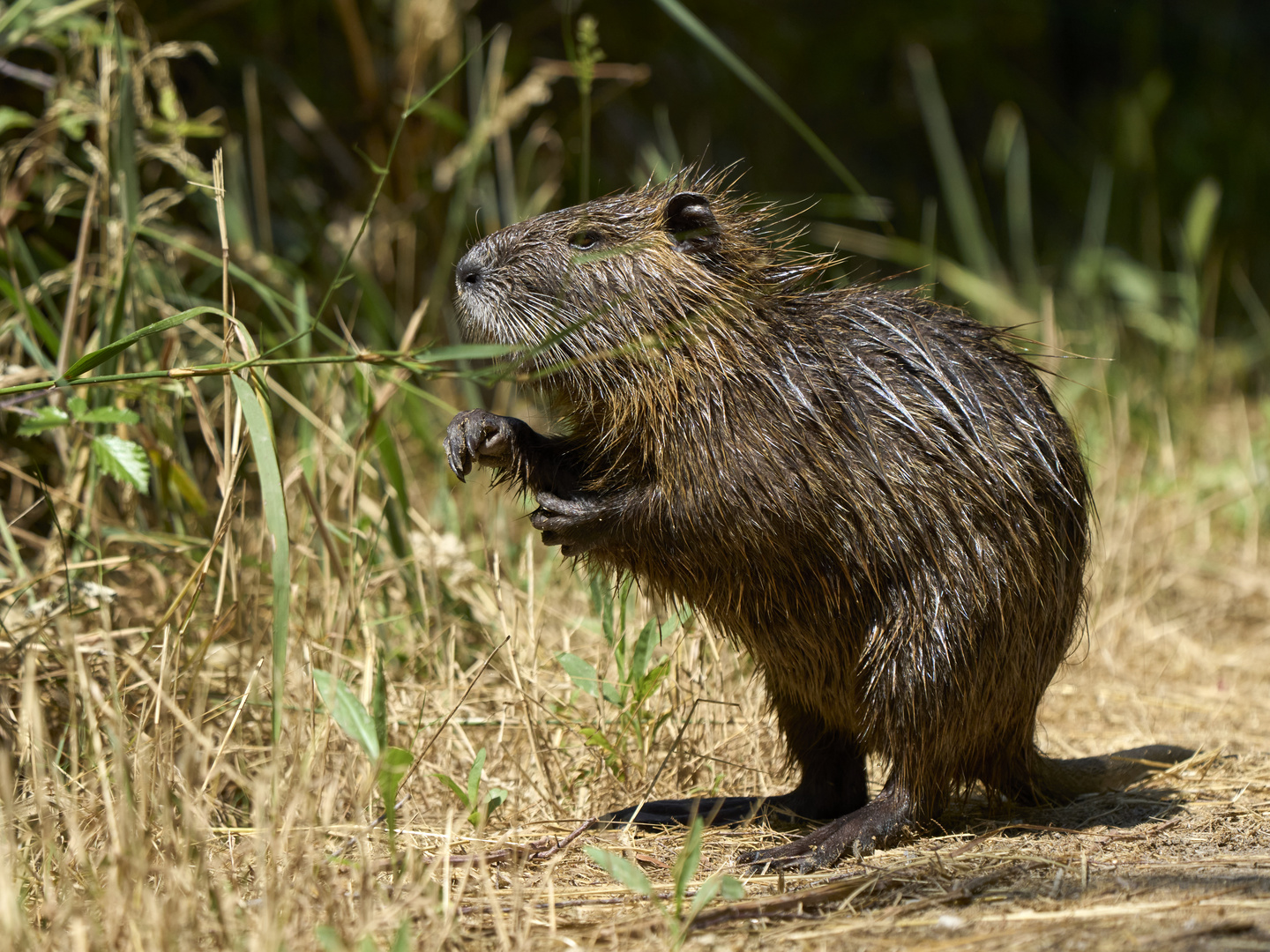 Nutria (Ragondin)