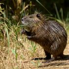Nutria (Ragondin)