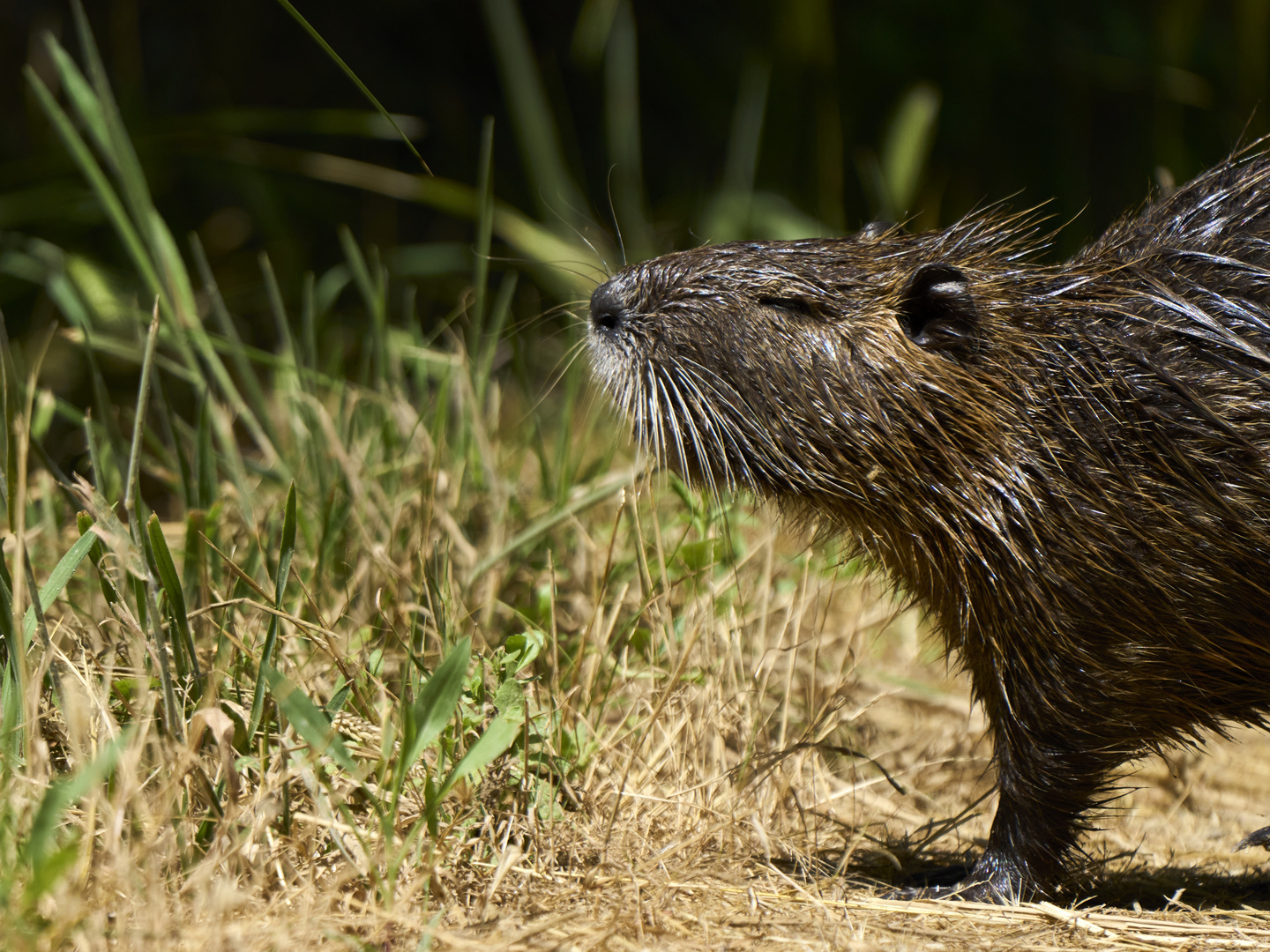 Nutria (Ragondin)