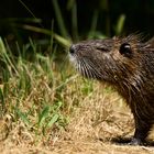 Nutria (Ragondin)