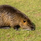 Nutria-Rheinaue-Bonn