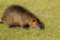 Nutria-Rheinaue-Bonn