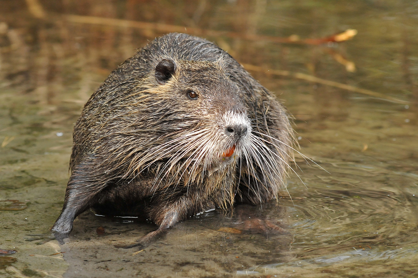 Nutria-Schräglage