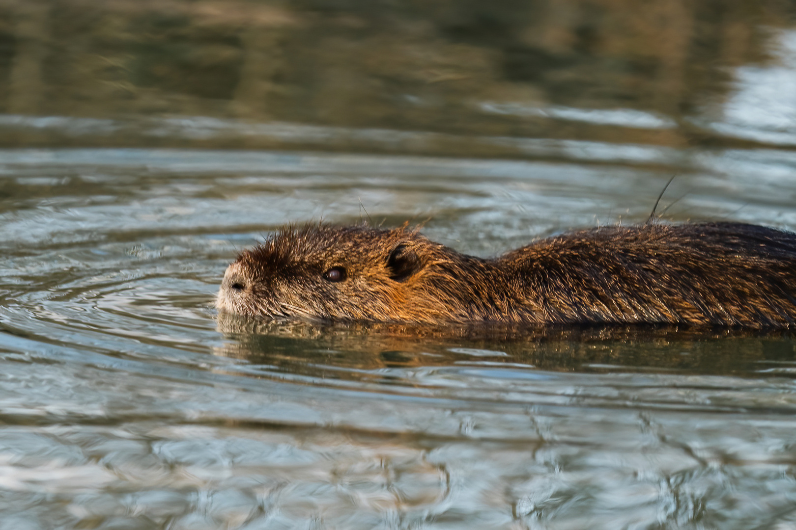 Nutria sei wachsam 