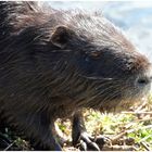 Nutria Seiten-Portrait