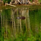 Nutria-Spiegelung